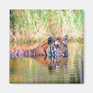 Imán Tigre en el lago