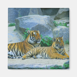 Imán Tigre, gato, estribos de animales, patrón de desti