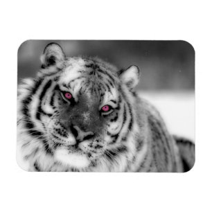 Imán Tigre Ojo Rosa