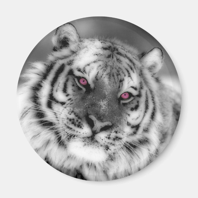 Imán Tigre Ojo Rosa (Frente)