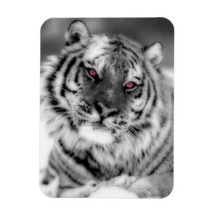 Imán Tigre Ojo Rosa
