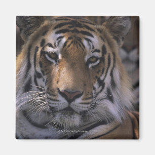 Imán Tigre (Panthera el Tigris), primer de la cabeza,