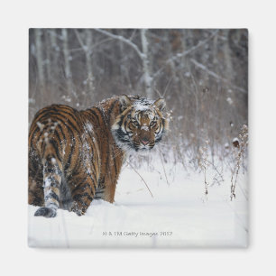 Imán Tigre (Panthera el Tigris) que se coloca en nieve