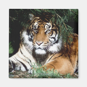 Imán Tigre que goza de la sombra