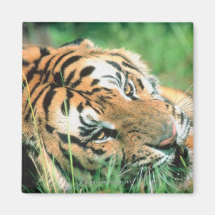 Imán Tigre que miente en hierba