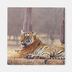 Imán Tigre real de Bengala en el ceaf,