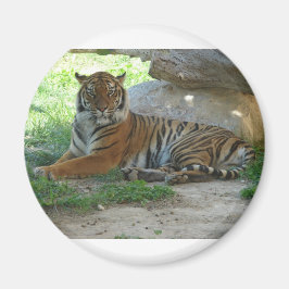 Imán Tigre, Royal Bengal tigre