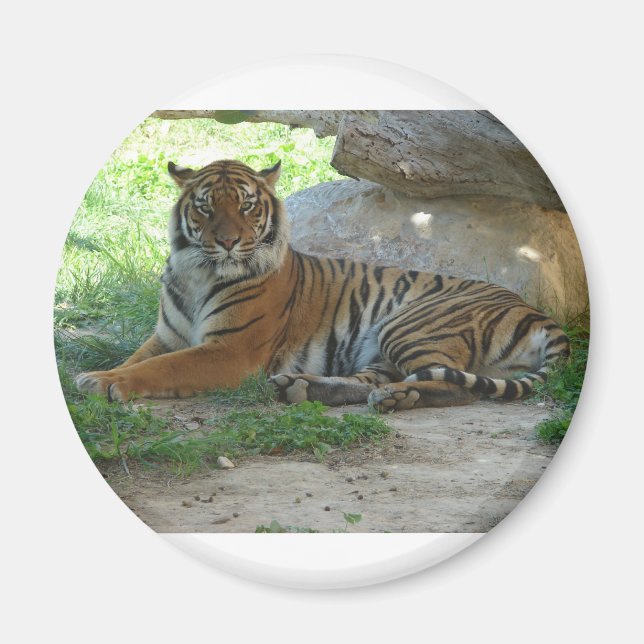 Imán Tigre, Royal Bengal tigre (Frente)