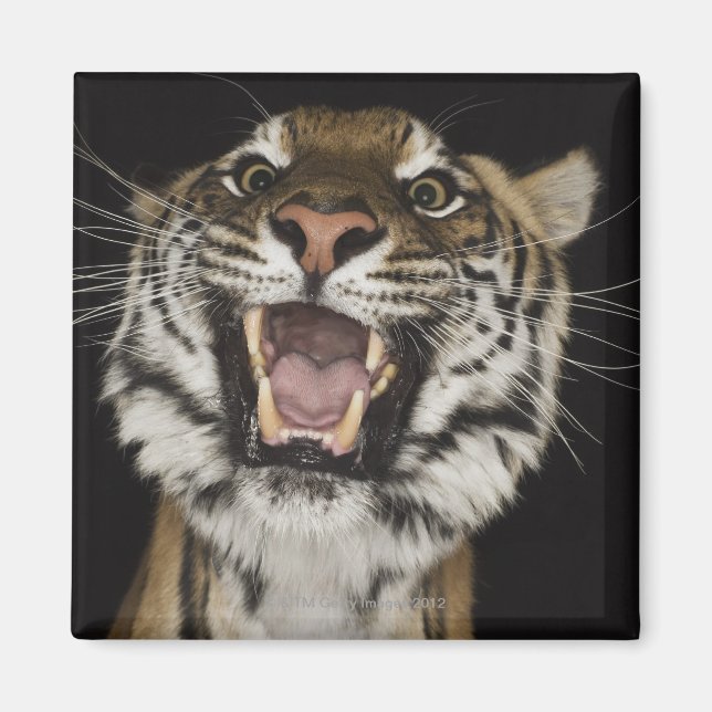 Imán Tigre rugiendo 2 (Frente)