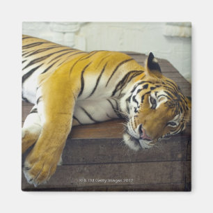 Imán Tigre, Samui, Tailandia