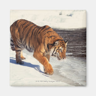 Imán Tigre siberiano