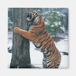 Imán Tigre siberiano (altaica del Tigris del Panthera)