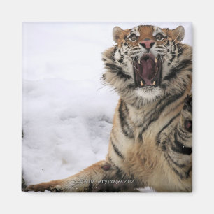 Imán Tigre siberiano (altaica del Tigris del Panthera)