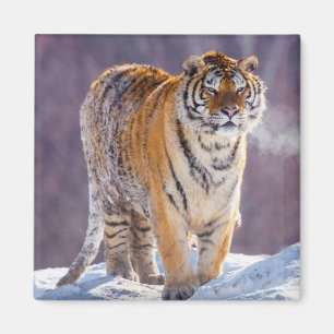 Imán Tigre siberiano en la nieve, China