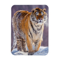 Tigre siberiano en la nieve, China