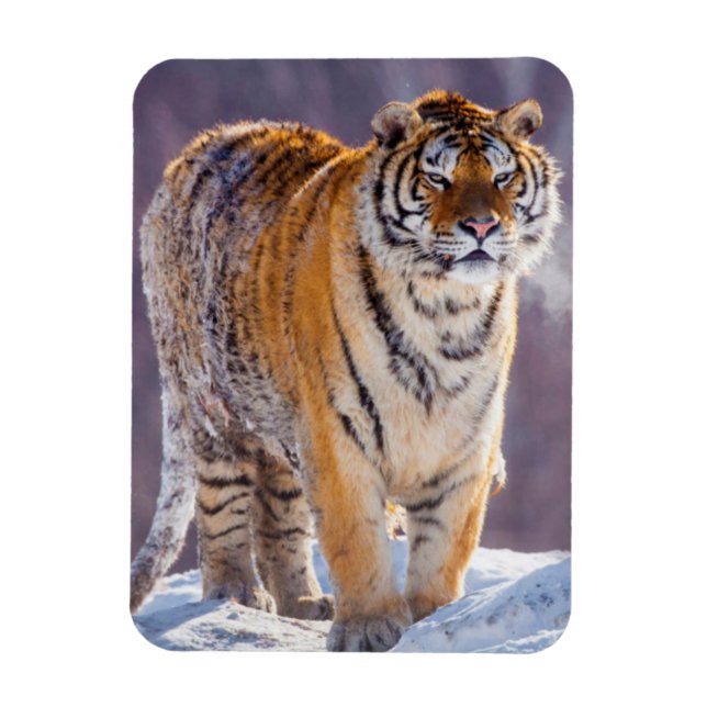 Imán Tigre siberiano en la nieve, China (Vertical)
