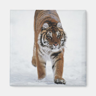 Imán Tigre siberiano en nieve