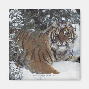 Imán Tigre siberiano (Panthera el Tigris Altaica)