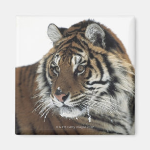 Imán Tigre siberiano (Panthera el Tigris Altaica)