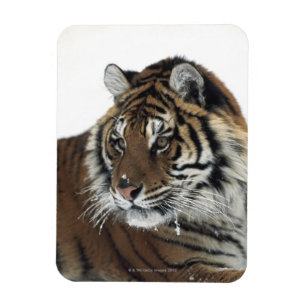 Imán Tigre siberiano (Panthera el Tigris Altaica)