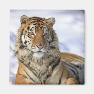 Imán Tigre siberiano, Panthera tigris altaica, Asia,