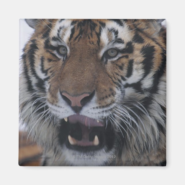 Imán Tigre siberiano Yawning (Frente)