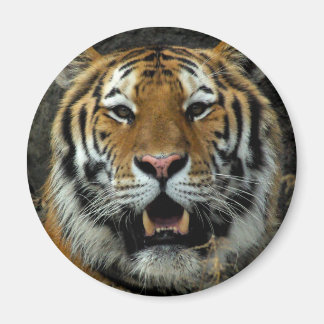 Imán Tigre - ¡Ven aquí y di eso!