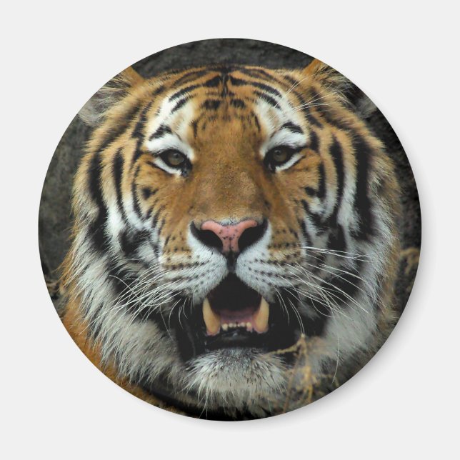 Imán Tigre - ¡Ven aquí y di eso! (Frente)