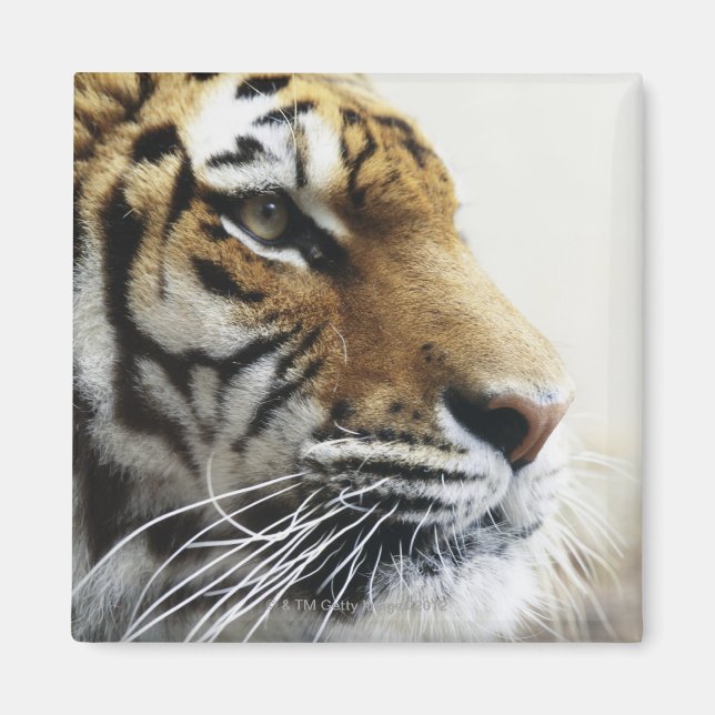 Imán Tigre. Zoológico de Asahiyama, Hokkaido, Japón (Frente)