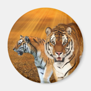 Imán Tigres