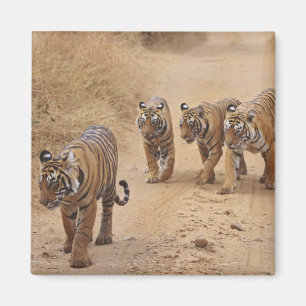 Imán Tigres de Bengala