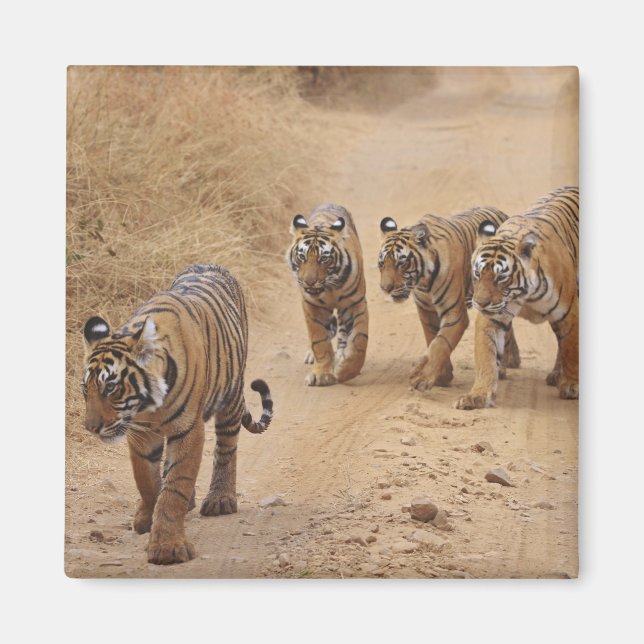 Imán Tigres de Bengala (Frente)