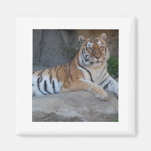 Imán Tigres de Bengala