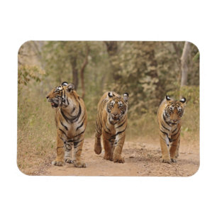 Imán Tigres de Bengala reales en la pista, Ranthambhor
