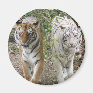 IMÁN TIGRES DOBLES ORANGE/WHITE DEL PROBLEMA 2