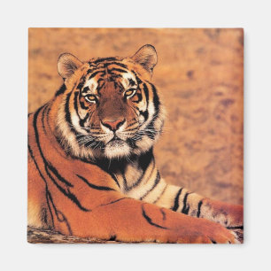 Imán Tigres en fotos silvestres en tarjetas, tés, rega