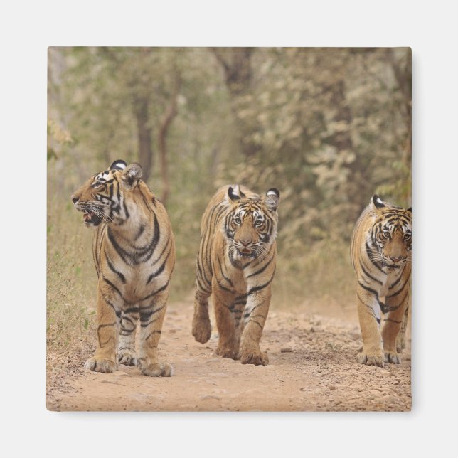 Imán Tigres reales de Bengala en la pista, Ranthambhor (Frente)