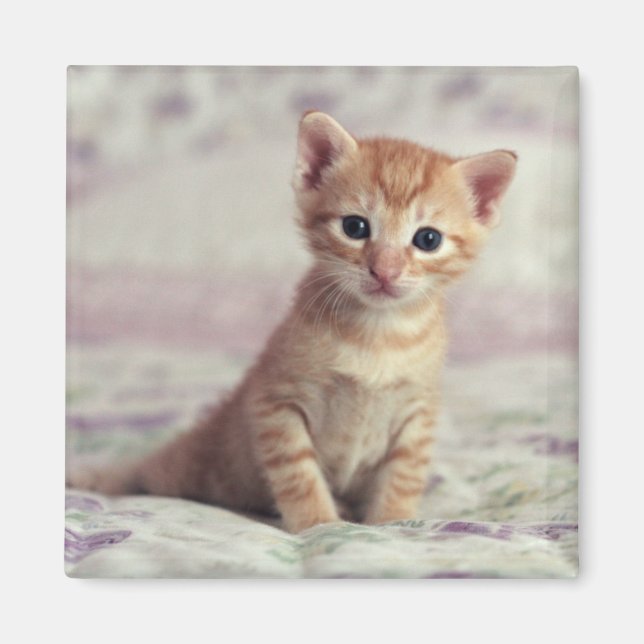 Imán Tiny Ginger Kitten (Frente)