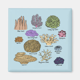 Imán Tipos De Coral