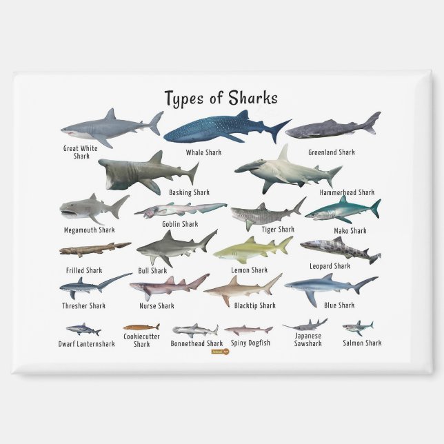 Imán Tipos de tiburones gráfico (Anverso)