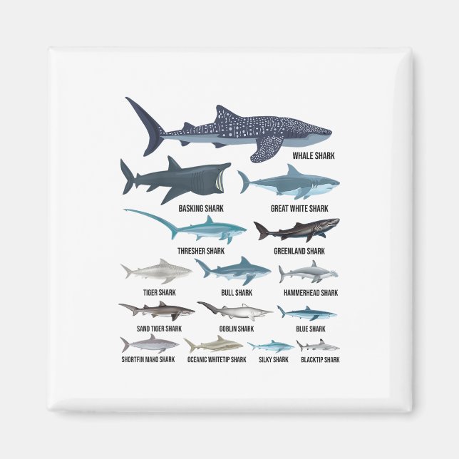 Imán Tipos De Tiburones Tiburones Océano De Identificac (Frente)