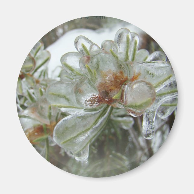 Imán Tips de arborvitae en hielo (Frente)