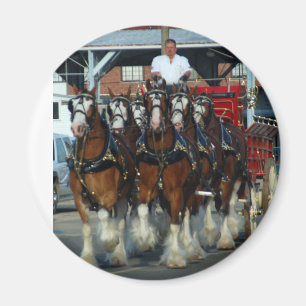 Imán Tirón de caballo de Clydesdale 6