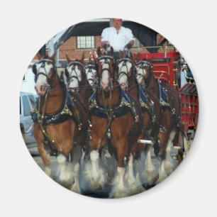 Imán Tirón de caballo de Clydesdale 6
