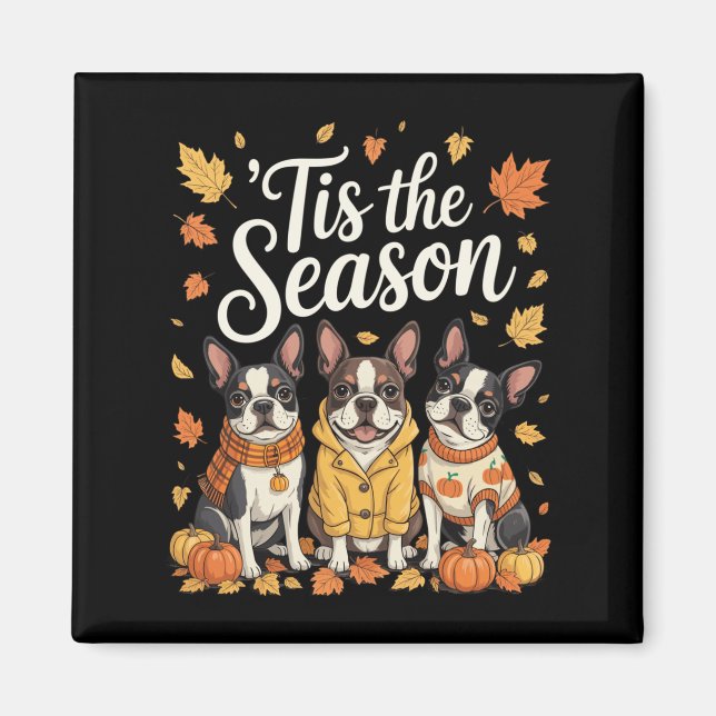 Imán Tis The Season Boston Terrier Fall Autumn Pumpkin  (Frente)