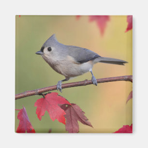 Imán Titmice copetudos