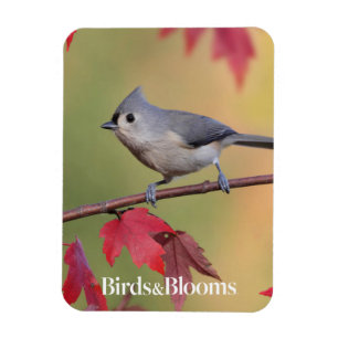 Imán Titmice copetudos