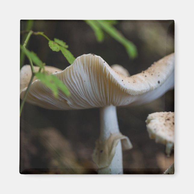 Imán Toadstool Umbrella (Frente)