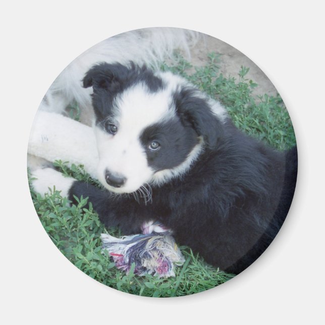 Imán Toby4 (Frente)