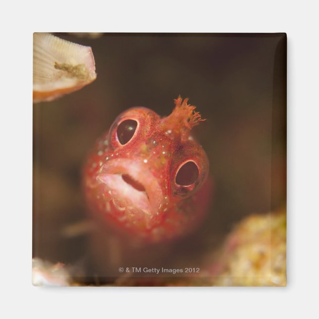 Imán Tokio, Japón 2 (Frente)